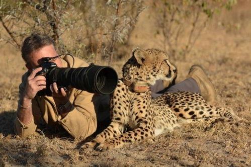 摄影师贝尔蒂与猎豹零距离,跨越物种的亲密瞬间