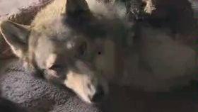 真狼影视剧免费观看,免费畅享的影视盛宴